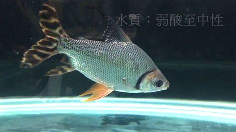 香港毒蛇陣 飛鳳魚品種